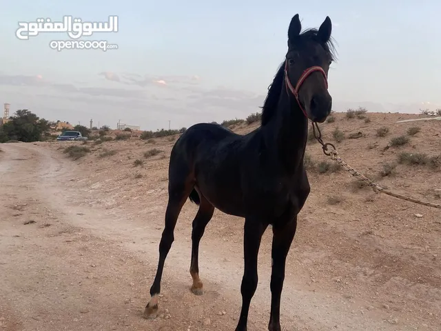 فلوه للبيع