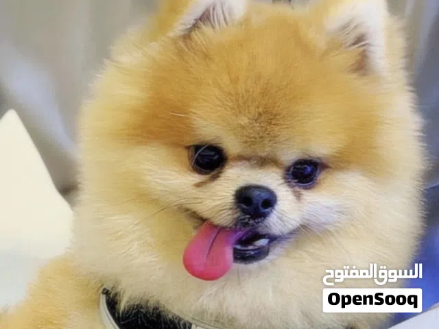 كلب بورمينير