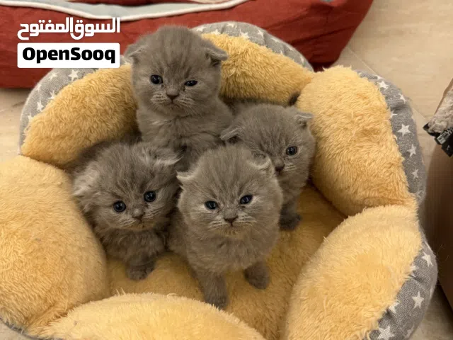 قطط سكوتش فولد بريتش