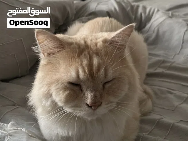 قطه شيرازية للبيع