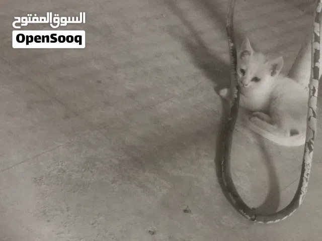 للبيع أنثى شيرازي مع 3 اولاد