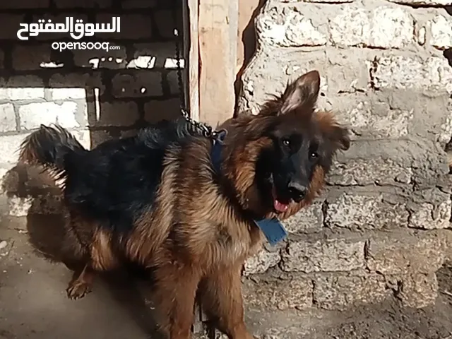 نتايه جيرمن شيبرد لونج هير شو لاين مستوى جميل