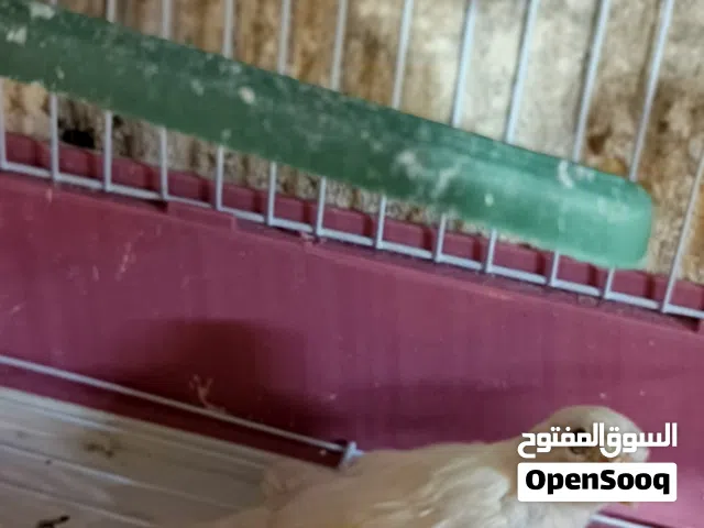 طيره جزري غامق وبندوق ابيض فيه عرق ازرق وفيه حبه مخلفه اخر غيار  يعني فحلين وطيره للبيع او بدل ع فحل