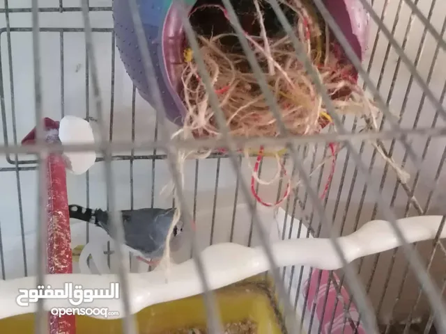 جوز جنه ع الاول ماكينة انتاج انتجو قبل فتره اربع فراخ وحاليا تحتيهم 4بيضات قريب فقس سعر حرققق للبيع