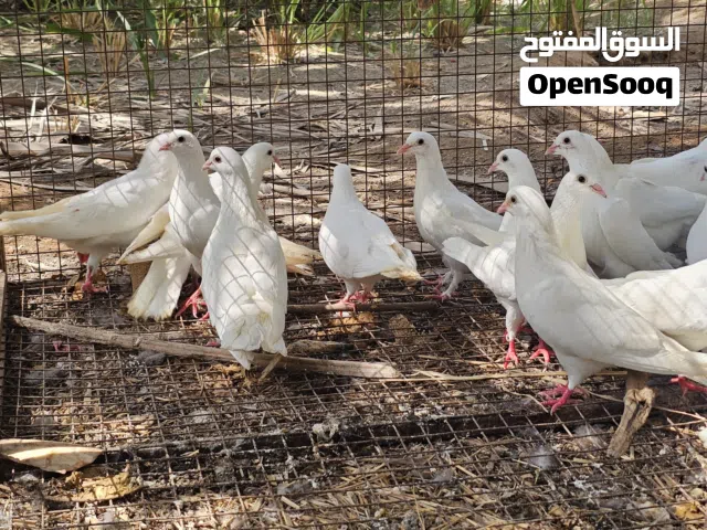 للبيع حمام فرنسيات