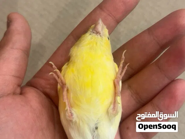 كناري انثى ربوه منتجه