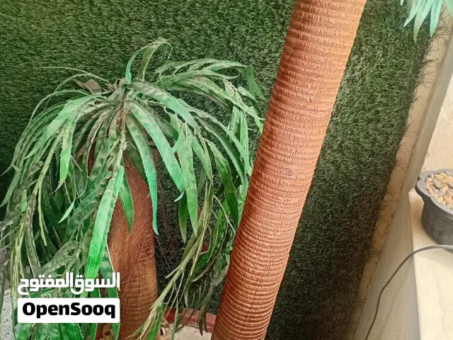 شجره ضخمه جداا للبيع بسعر حرق بسبب ضيق المكان