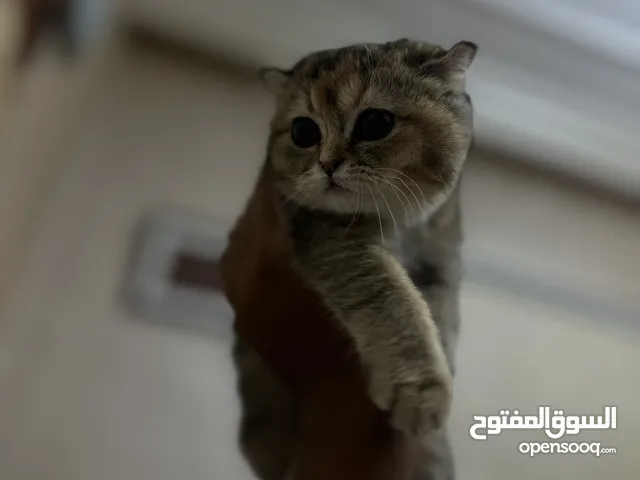 سكوتش فولد قولد