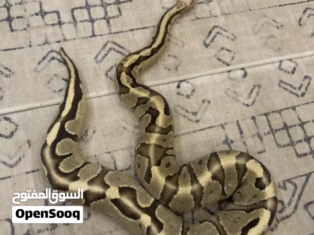 Female Ball python, انثى بول بايثون