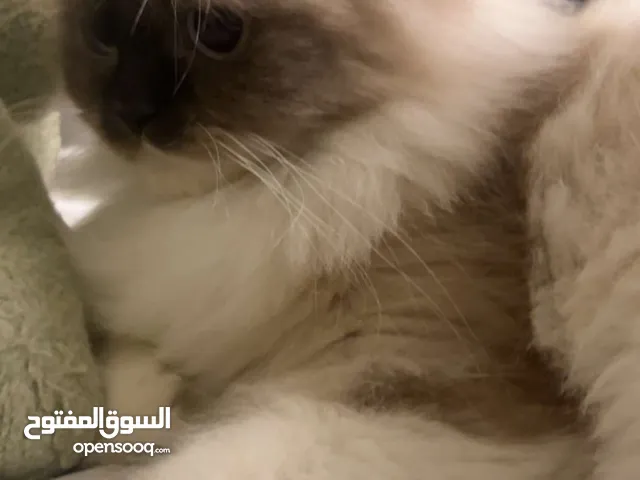 Female cat for mating ragdoll and himalayan + persian mix.