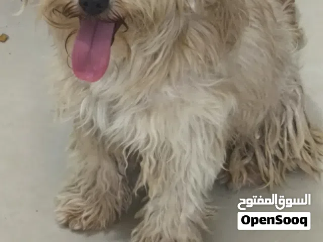كلب زينه ربي بارك