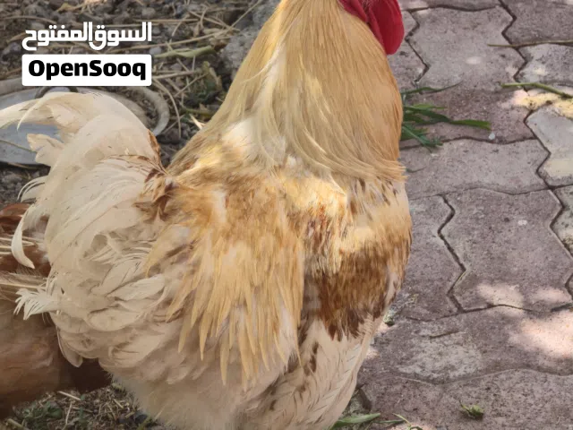 ديك من نوع لوهمان كبير وصحه وممتازه