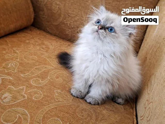 قطط مستوى مرتب