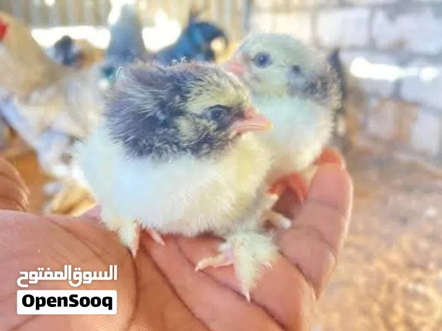 السلام عليكم  متوفر  ابراهما سبريت موصفات تبارك الرحمن  العدد السعر المكان طربلس التوصل عل