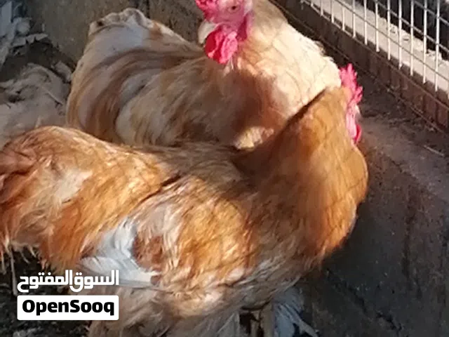 ديك الكوشن العملاق العدد2