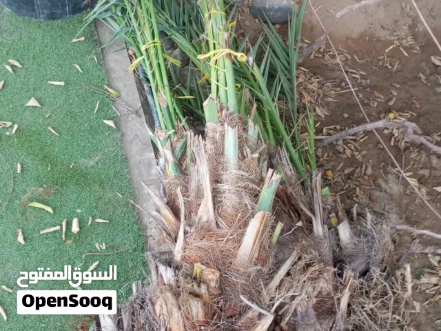 فسائل وتمور للبيع من آلام