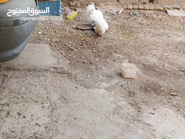 زوج دجاج ديج ودجاجه سلكي زينه للبيع