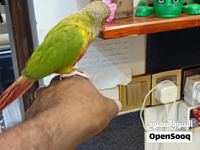كنيور اليف للبيع وبلبل نثيه للبيع
