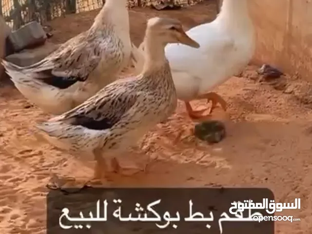بط بوكشة بياض