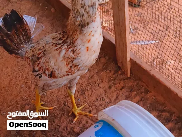 فراريج للبيع