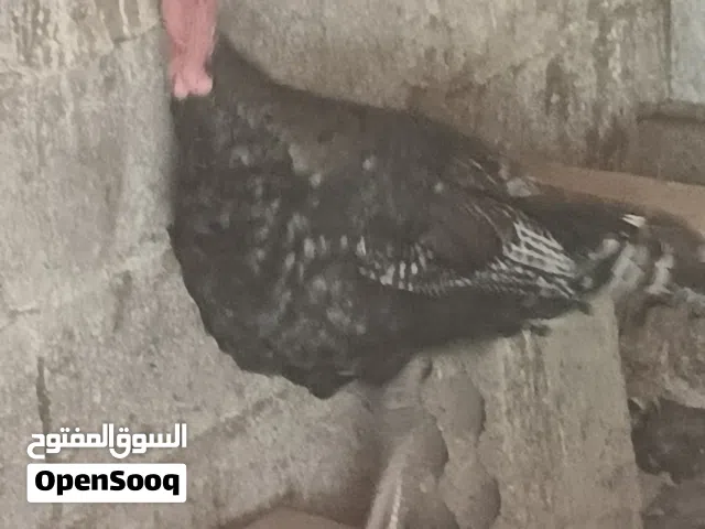 ديك رومي بلدي (حبش) بدل على دجاج