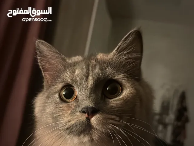 قطوه مكس برتش و شيرازي