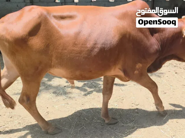 ثور سمين ما شاء الله أضحيه أو فحل ممتاز