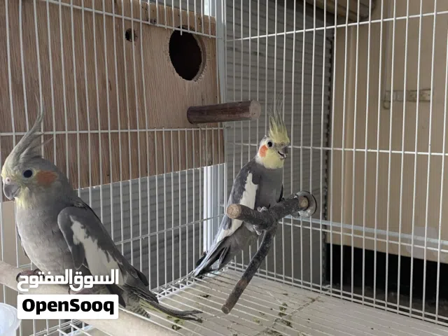 For Sale Pair Cockatiel Birds