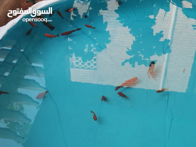 حوت زينة للبيع جملة