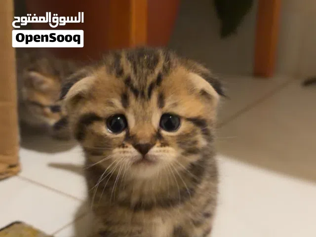 6 كيتن سكوتش فولد