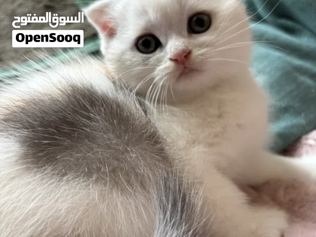 سكوتيش فولد و سكوتيش ستريت