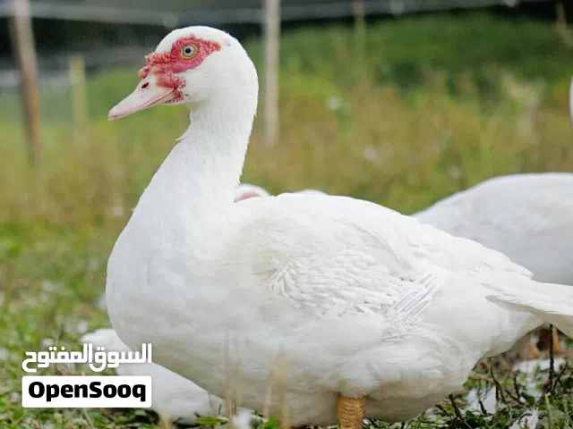 بط مسكوفي أبيض للبيع من المزرعة