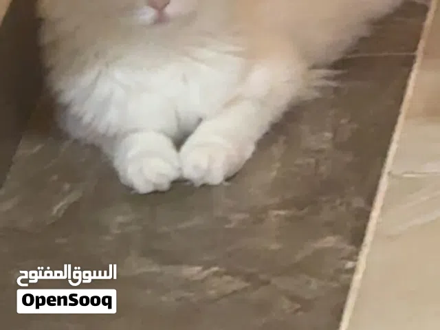 قطوتين 2 (للتبني فقط) ما اقبل ببيعه مستقبلا