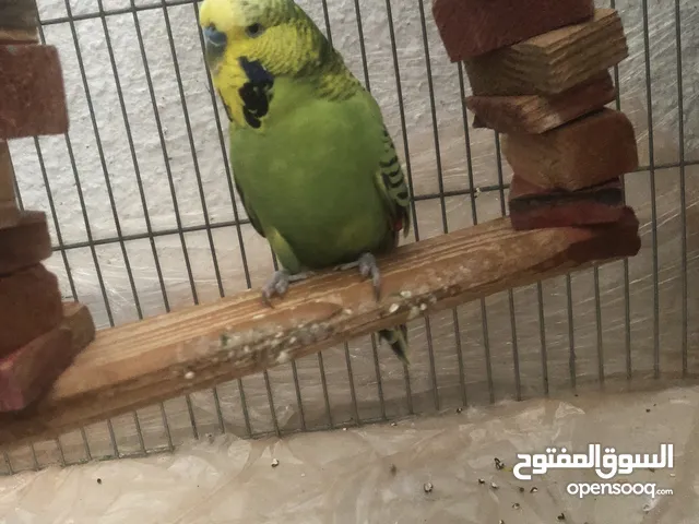 فحل حب بندق انجليزي حبه جامبوا اوللبدل على فحل كنار