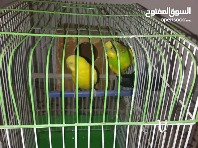 كوبية بقلينو