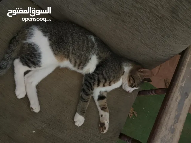 قطط للتبني
