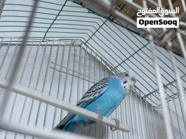 ذكر حب نص اليف شغال