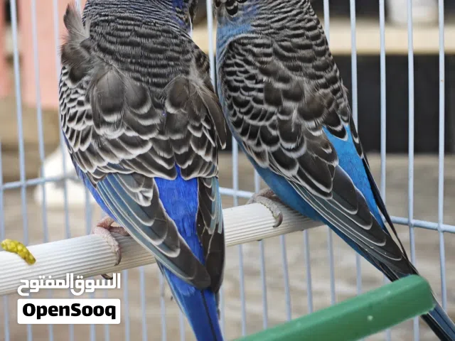 بلاك فيس درجه 1