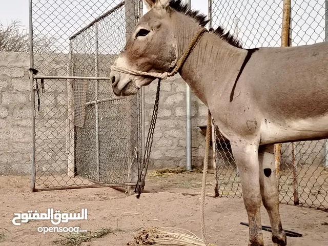 حمار للبيع الصف مهم