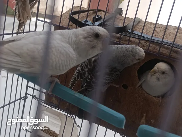 كناري فاخر من الاخر لايفوتك ياعمناا اشتري وبتشكرنا عليه رائعه جداا والله