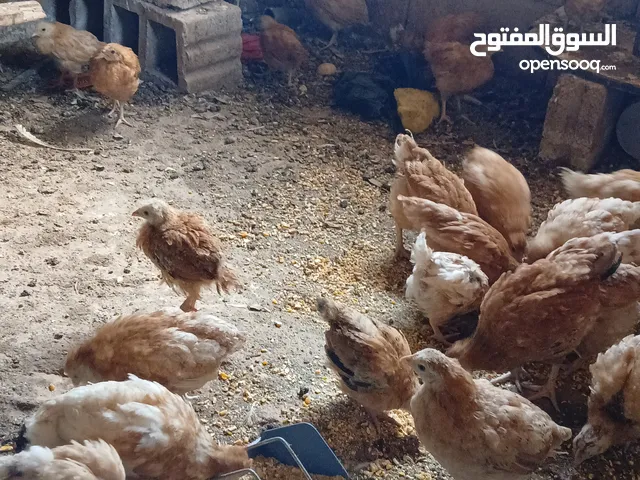 فراخ لوهمان العمر شهرين