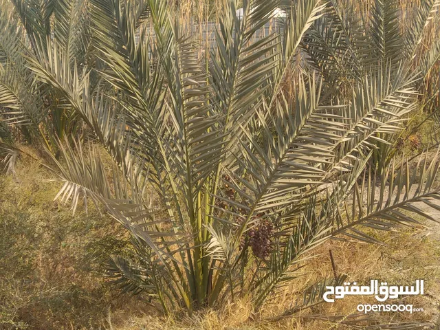 نخل حلاوي لبيعالسلام عليكم عندي نخل لبيع حلاوي