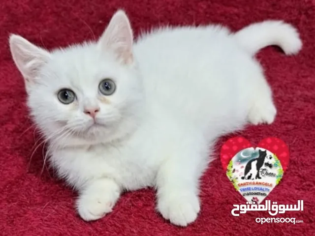 ذكر سكوتش سترايت Scottish Fold