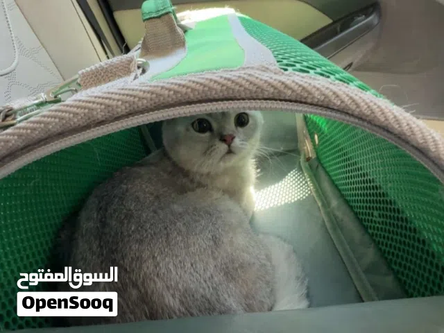 ذكر سكوتش ستريت