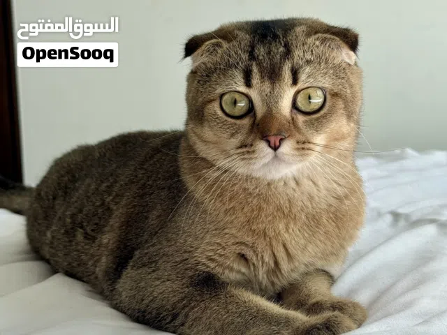 SCOTTISH FOLD PREMIUM COLOUR! GOLDEN! Male 6 month old