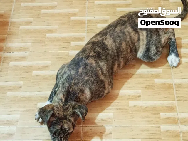 للتبني انثي عمرها 6اشهر