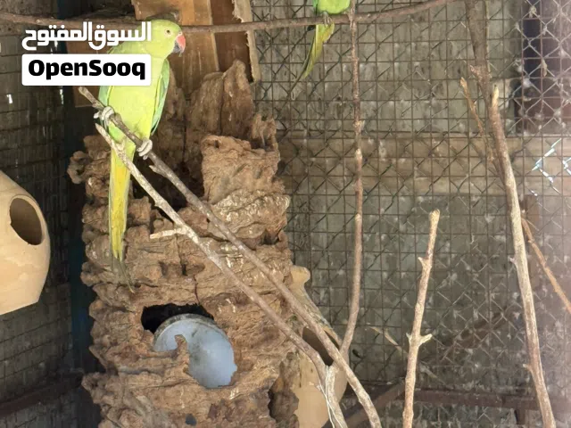 بغبغا دره الحجم صغير