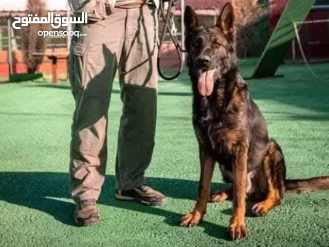 تدريب جميع انواع الكلاب Training dog بالاضافه لخدمه مبيت الكلاب والقطط وخدمه التحميم والتوصيل