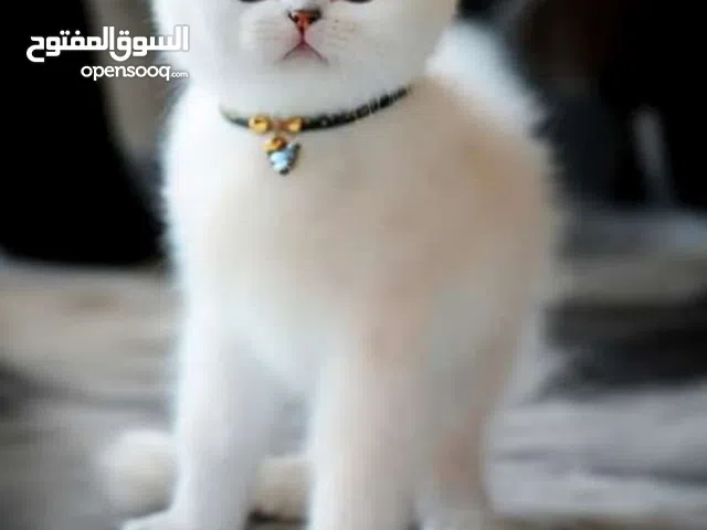 خدمة نقل حيوانات اليفة