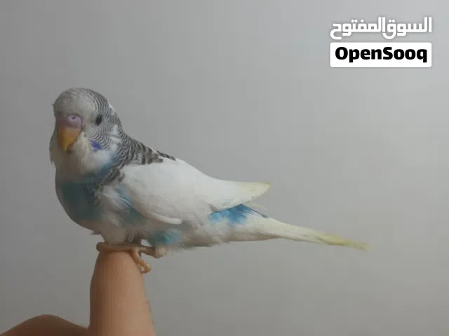 بادجي طفرة جميلة اليف وهدد